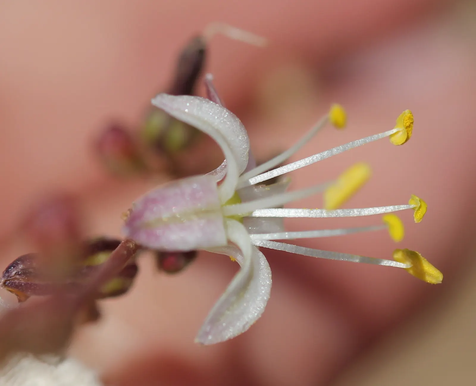 Soap Plant (Chlorogalum Pomeridianum) — with a wavy and fibrous texture