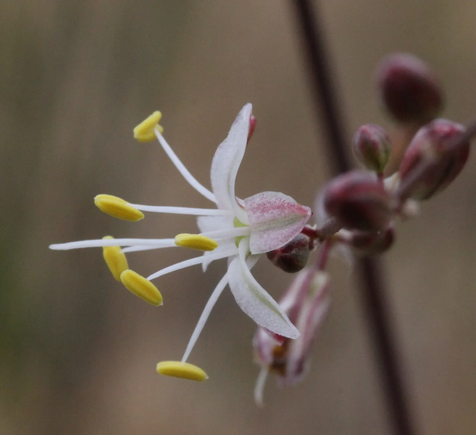 Soap Plant (Chlorogalum Pomeridianum) — grass-like leaves up to 3 feet long