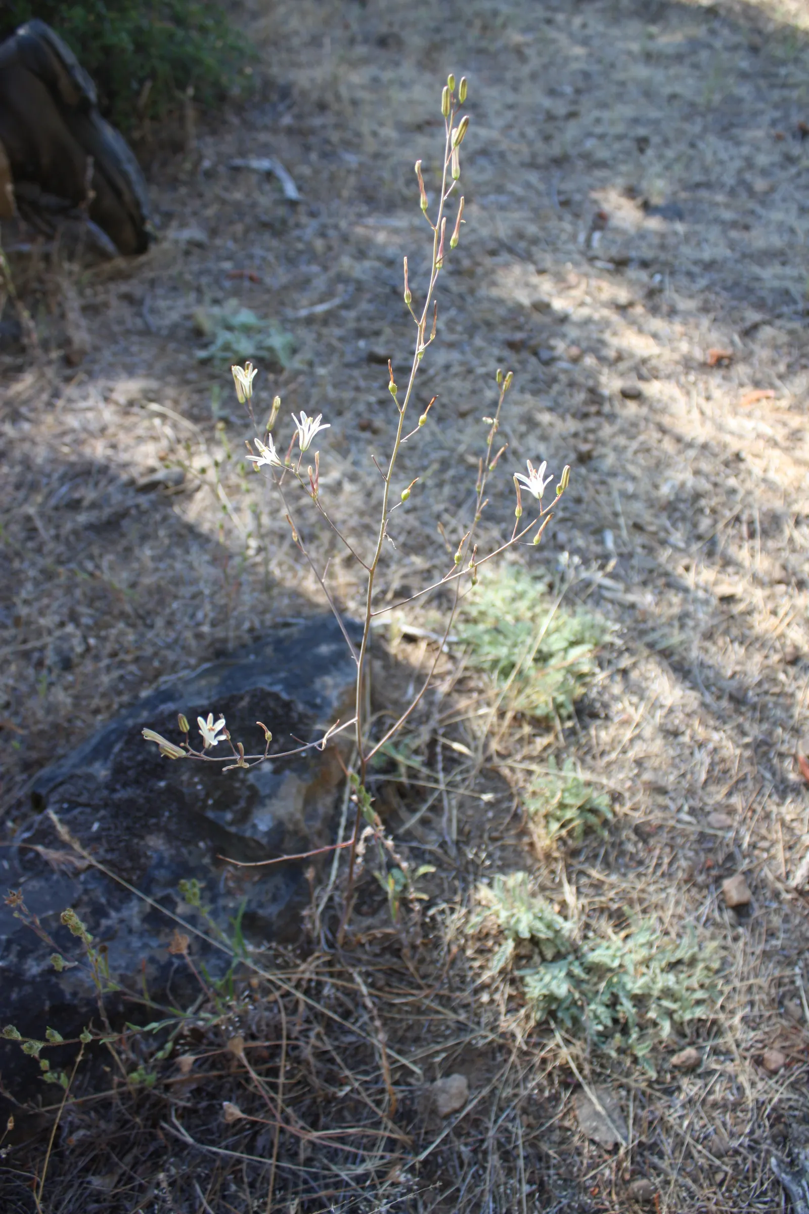 Soap Plant (Chlorogalum Pomeridianum) — making it not only a beautiful addition but also one that supports local ecosystems