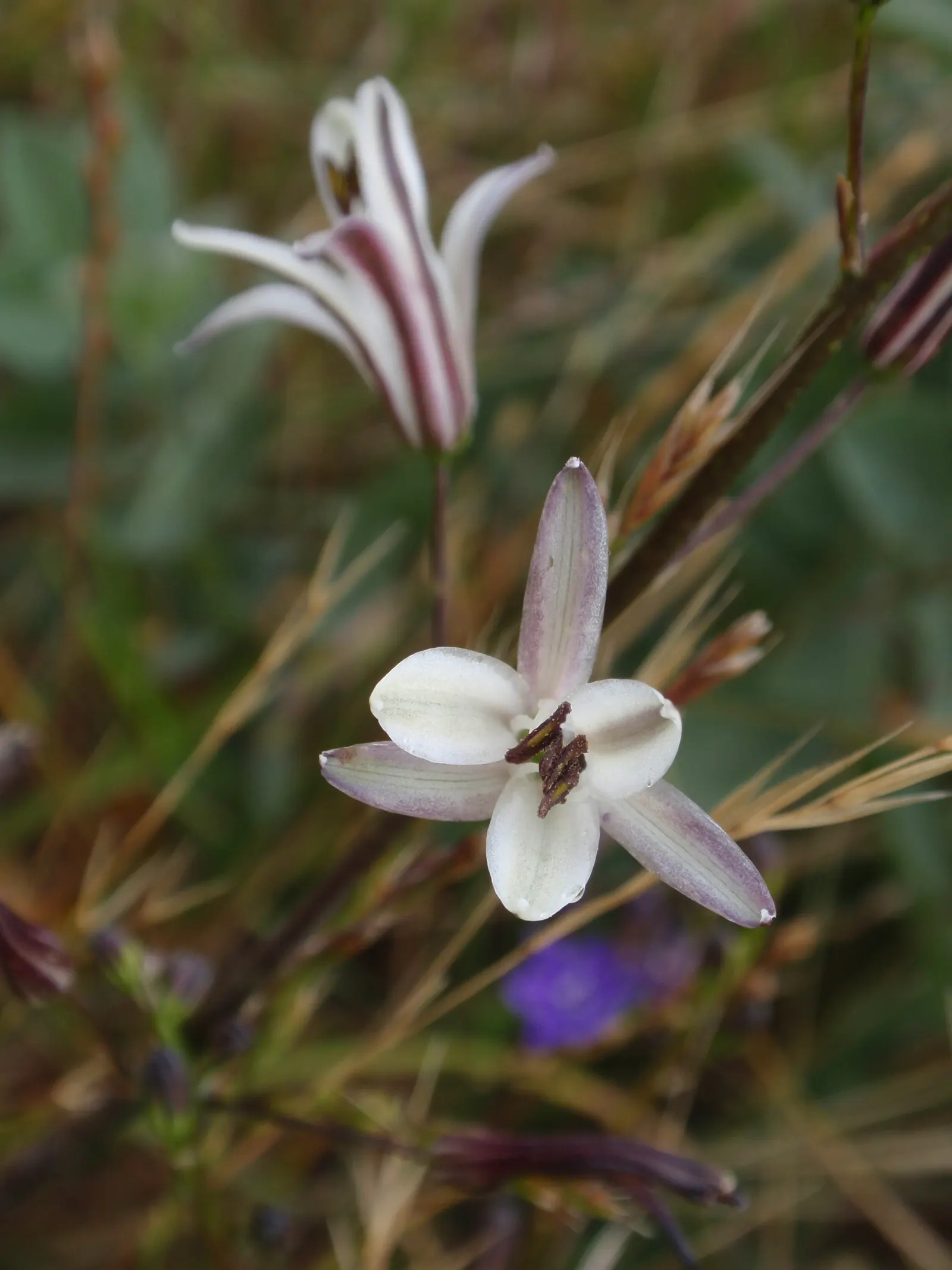 Soap Plant (Chlorogalum Pomeridianum) — The leaves showcase a spectacular adaptation; they contain saponins