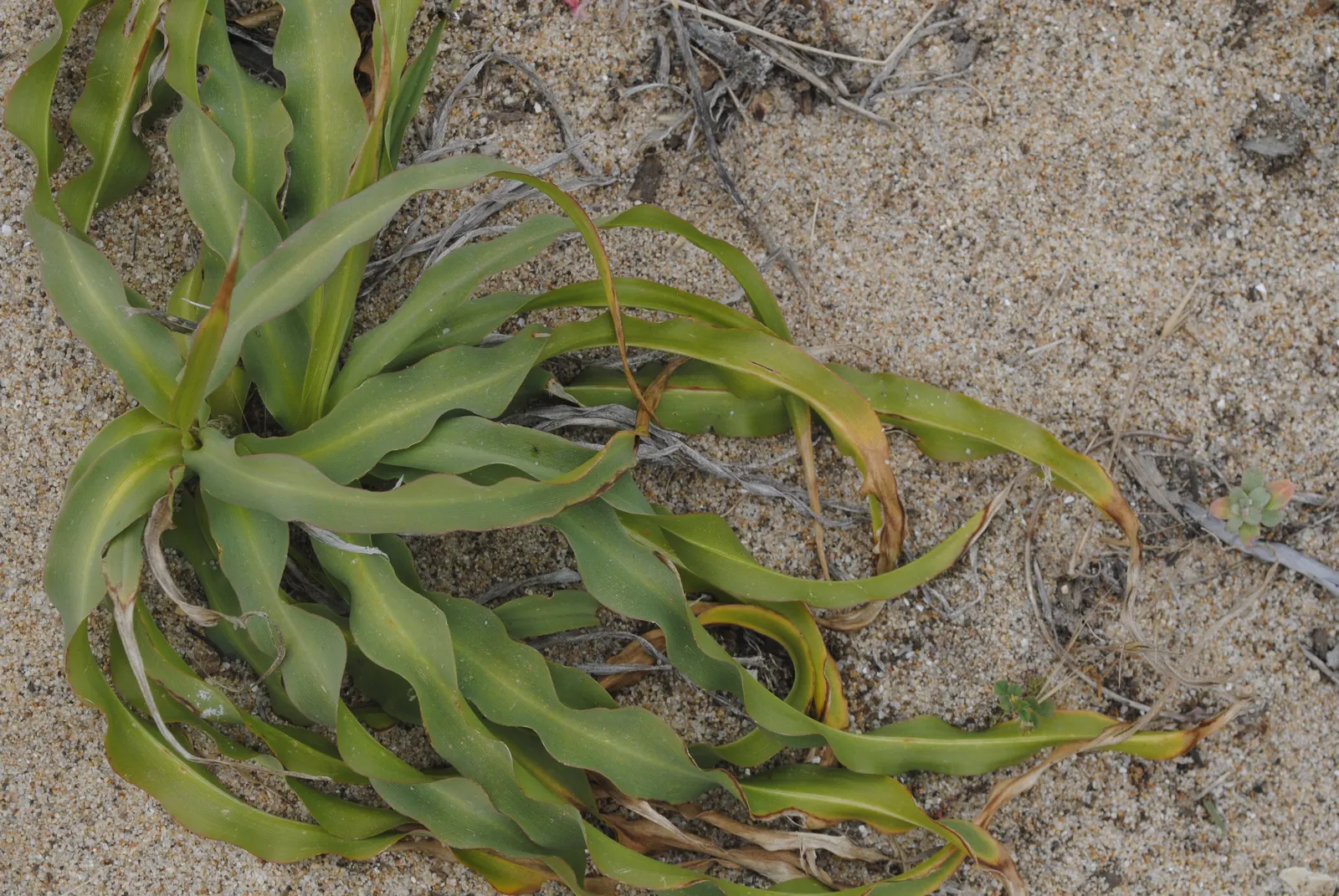 Soap Plant (Chlorogalum Pomeridianum) — With its unique features and benefits; the leaves showcase a spectacular adaptation; they contain saponins