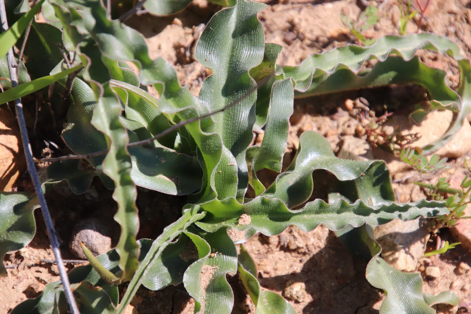 Soap Plant (Chlorogalum Pomeridianum) — basal leaves that can measure up to 3 feet in length and around 0.5-1 inch width