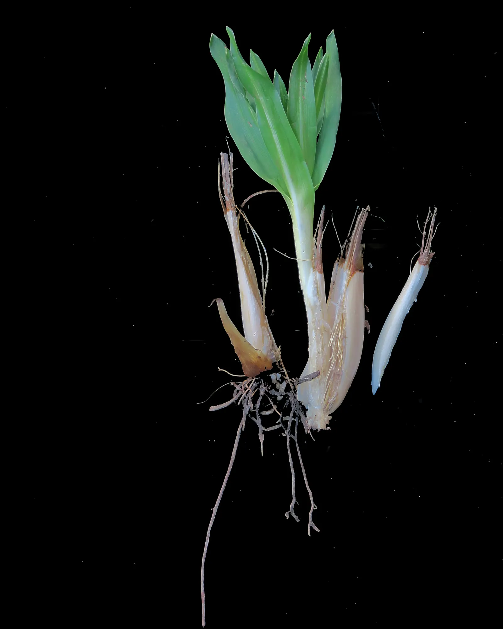 Soap Plant (Chlorogalum Pomeridianum) — Adapted to dry climates, it thrives in full sun to partial shade in well-drained soils; the Soap Plant is an excellent
