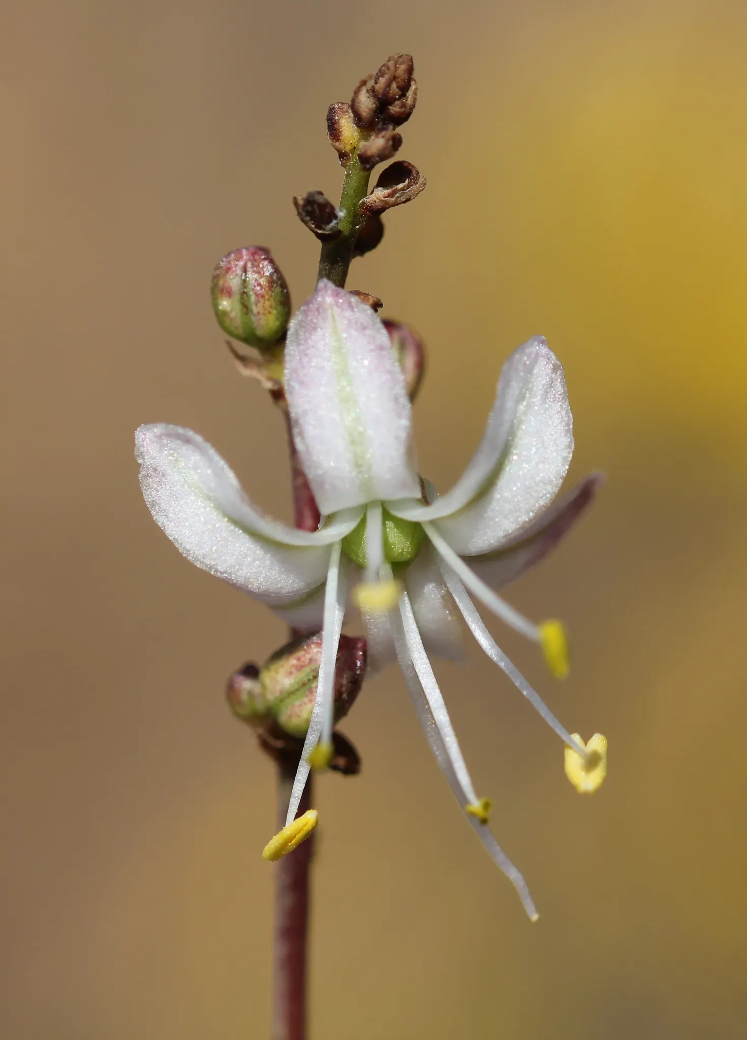 Soap Plant (Chlorogalum Pomeridianum) — particularly in California