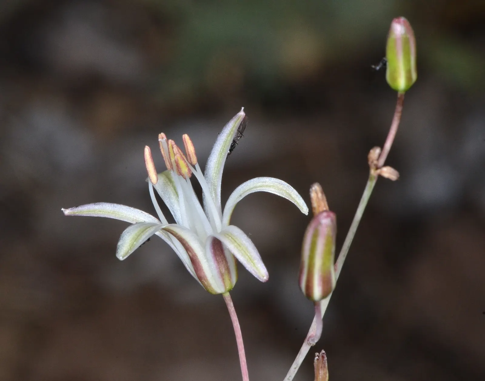 Soap Plant (Chlorogalum Pomeridianum) — white flowers in the garden