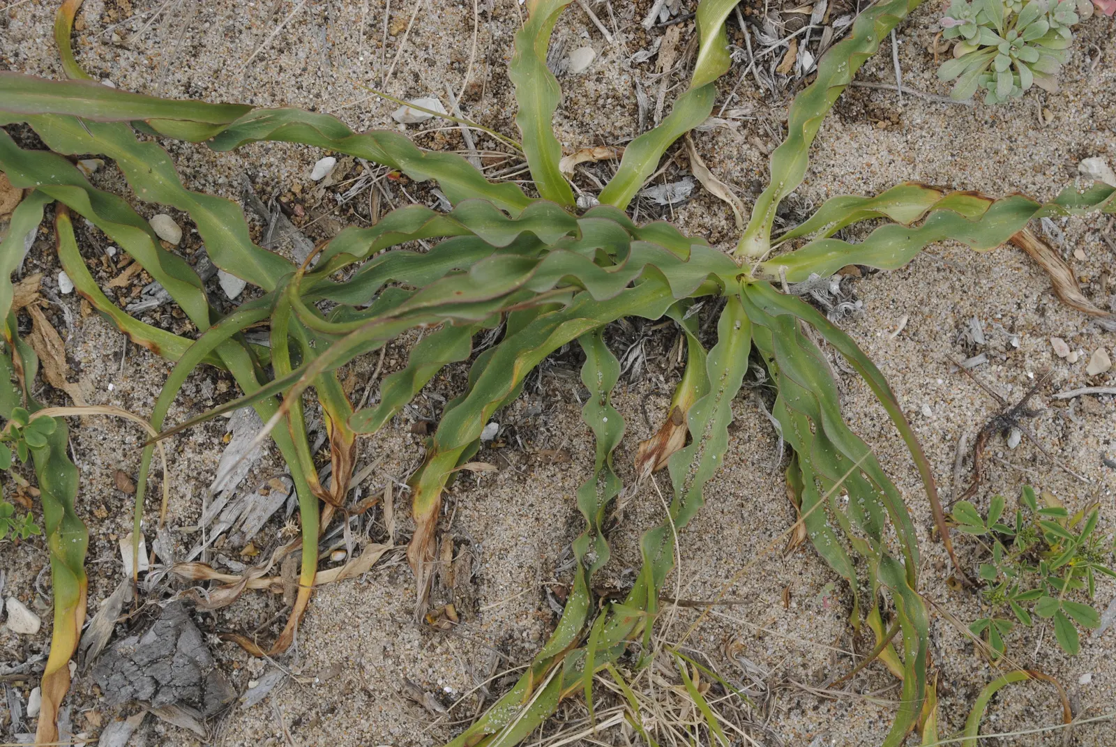 Soap Plant (Chlorogalum Pomeridianum) — which when crushed and mixed with water produce a soap-like lather; the Soap Plant is an excellent conversation piece