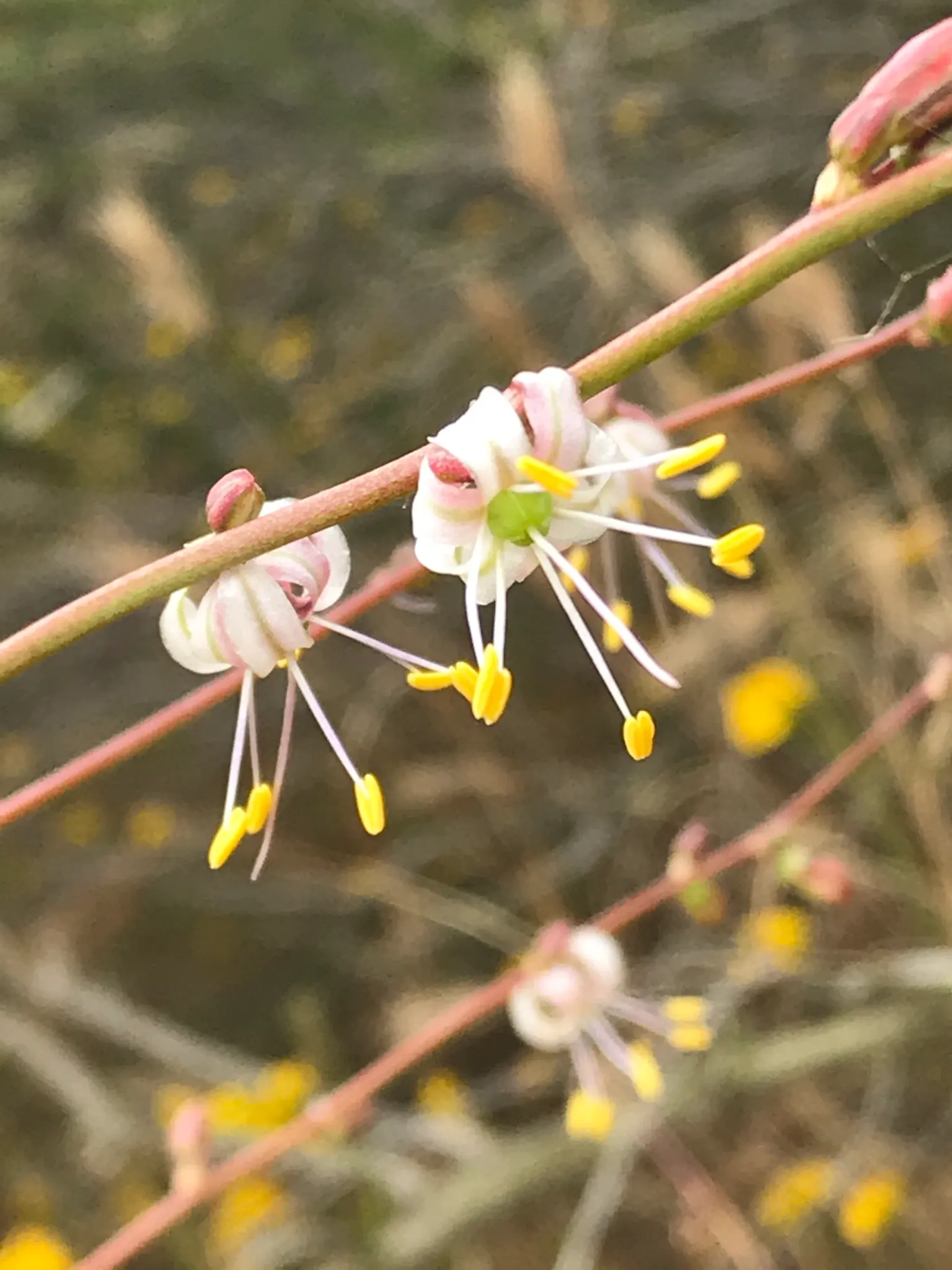 Soap Plant (Chlorogalum Pomeridianum) — Drought-tolerant and deer-resistant, its bulbs were historically used by indigenous people as soap, image 25