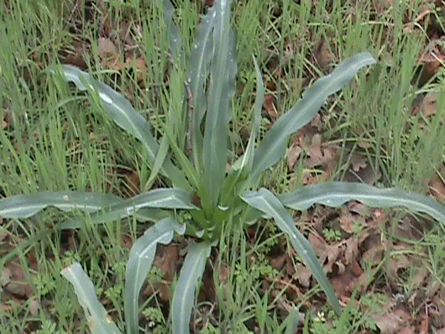 Soap Plant (Chlorogalum Pomeridianum) — which when crushed and mixed with water produce a soap-like lather