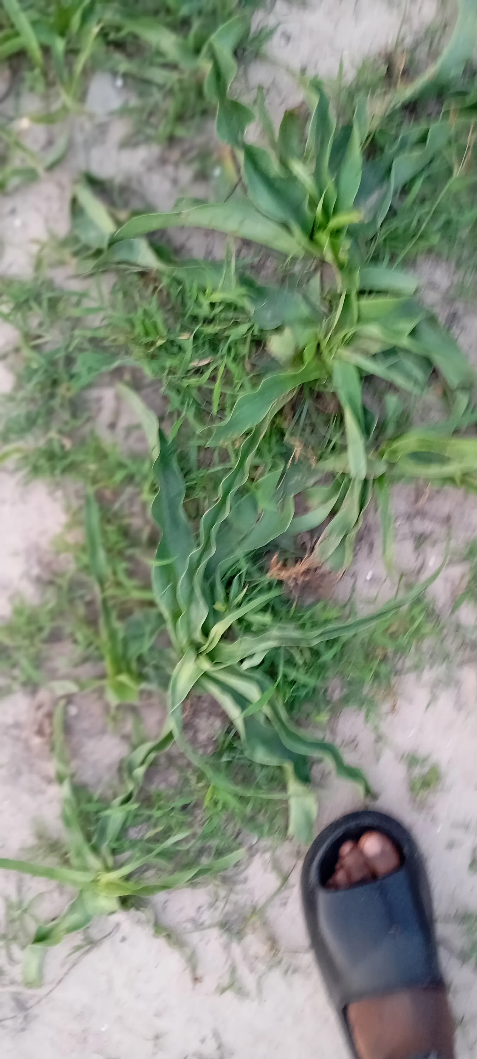Soap Plant (Chlorogalum Pomeridianum) — This unique plant boasts linear