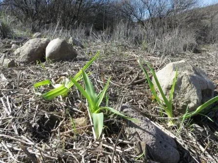 Soap Plant (Chlorogalum Pomeridianum) — bulb / perennial for full or half
