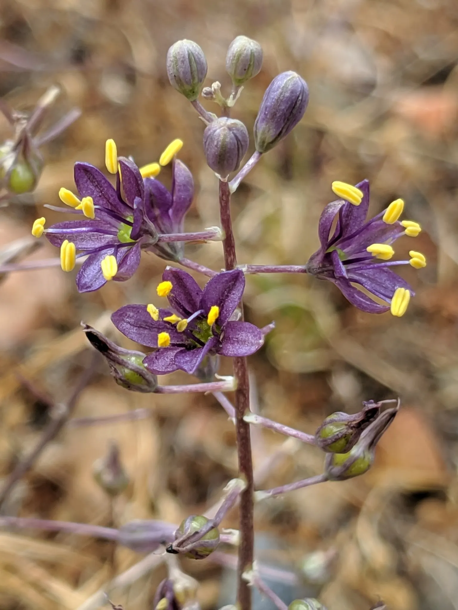 Soap Plant (Chlorogalum Pomeridianum) — with a wavy and fibrous texture; drought-tolerant and deer-resistant, its bulbs were historically used by indigenous