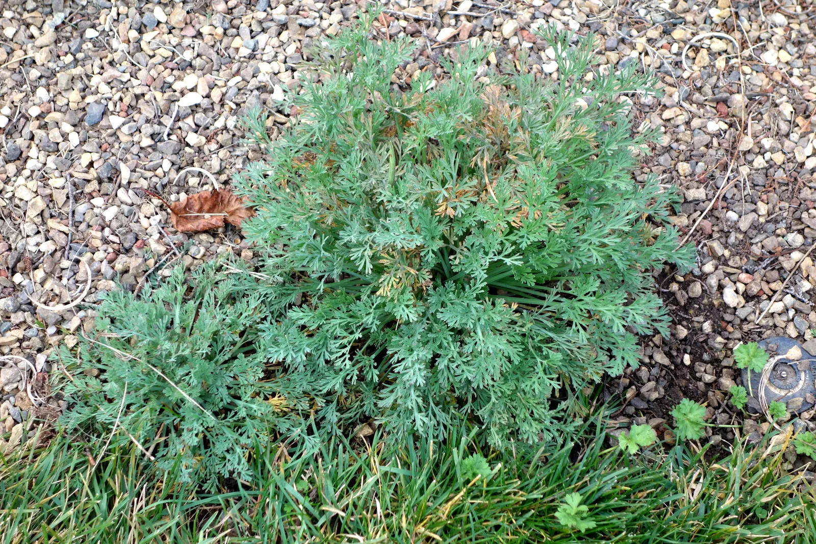 Soap Plant (Chlorogalum Pomeridianum) — With its unique features and benefits