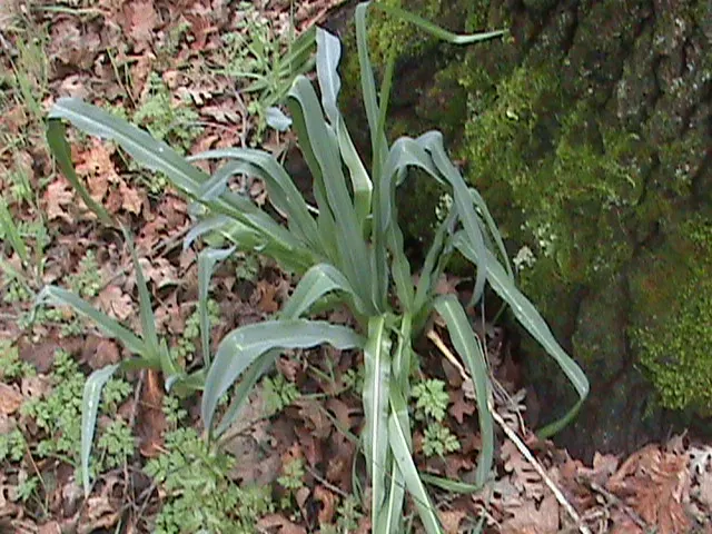 Soap Plant (Chlorogalum Pomeridianum) — lily-like flowers that open in the afternoon