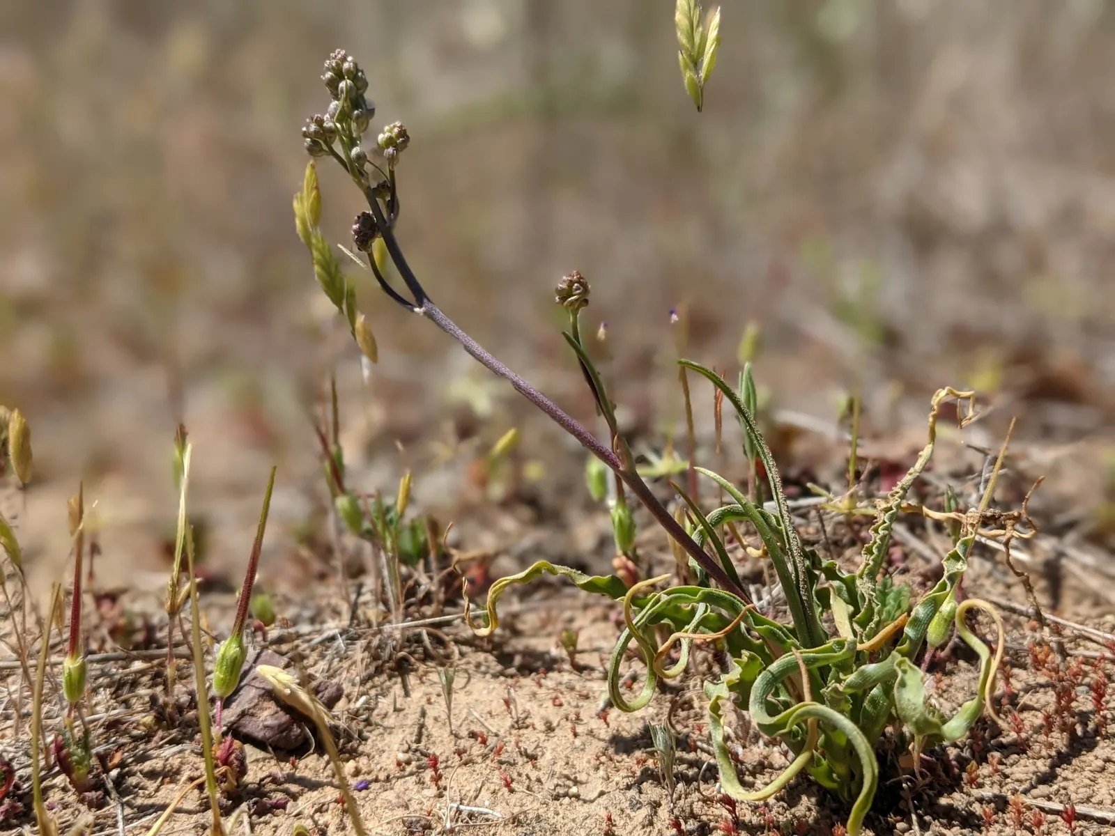 Soap Plant (Chlorogalum Pomeridianum) — From late spring to early summer, it sends up striking flower stalks that can reach heights of up to 4 feet, image 34