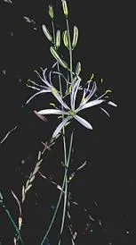 Soap Plant (Chlorogalum Pomeridianum) — Drought-tolerant and deer-resistant, its bulbs were historically used by indigenous people as soap