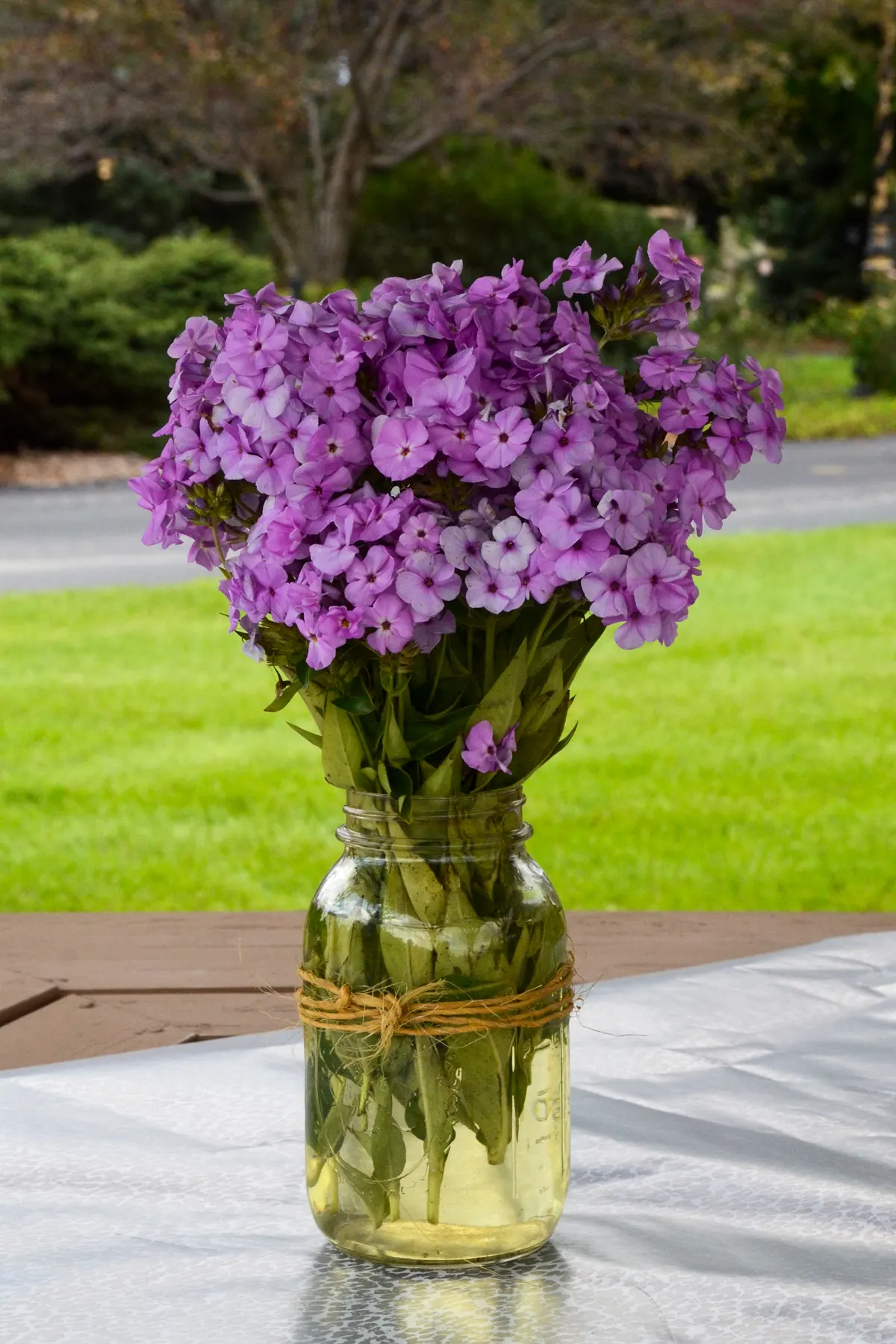 'Opening Act Blush' Phlox (Phlox hybrid) — early blooming Phlox will add a long season of color to your garden with its light lavender pink flowers