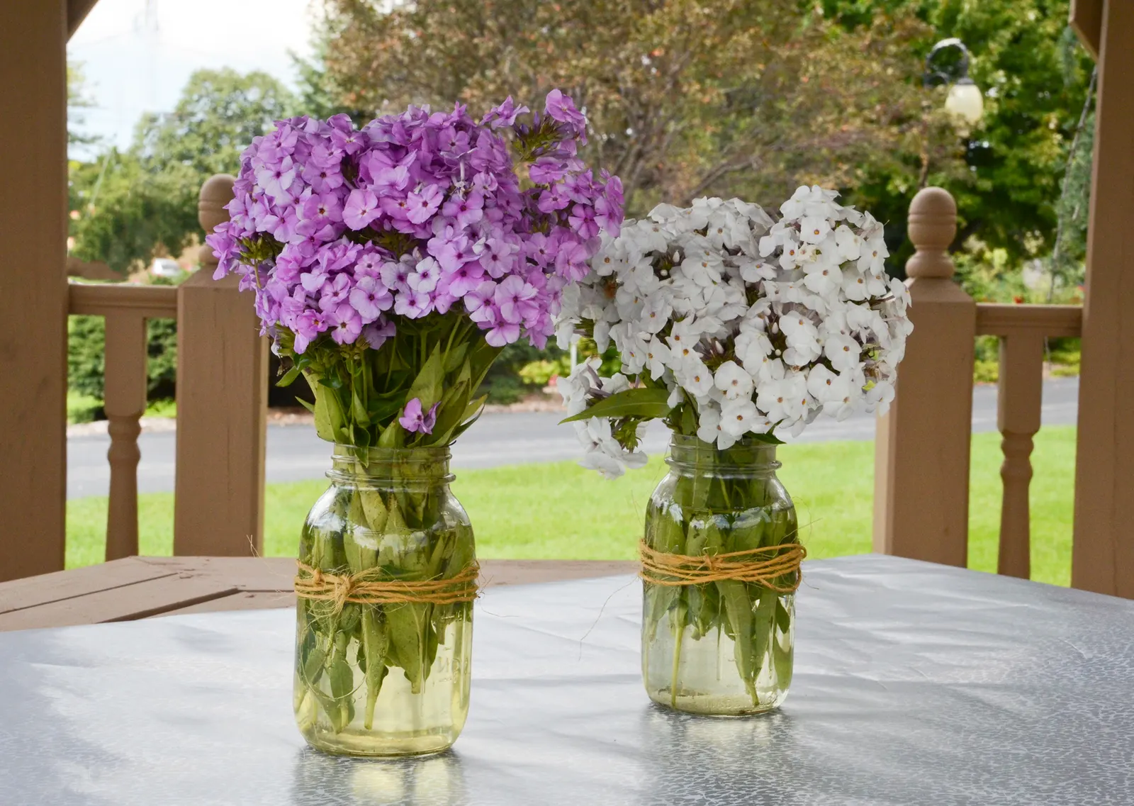 'Opening Act Blush' Phlox (Phlox hybrid) — glossy foliage is mildew and disease resistant.