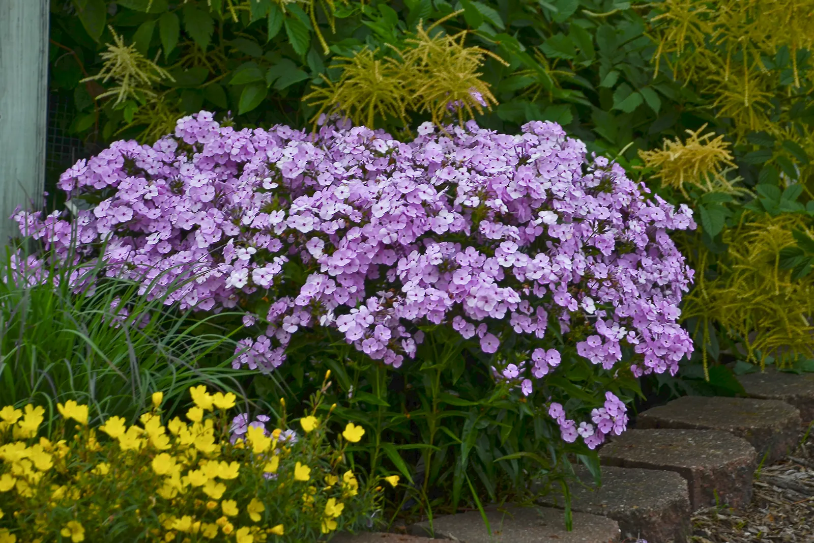 'Opening Act Blush' Phlox (Phlox hybrid) — Proven Winners - 'Opening Act Blush' - Phlox hybrid pink blush plant details, information and resources