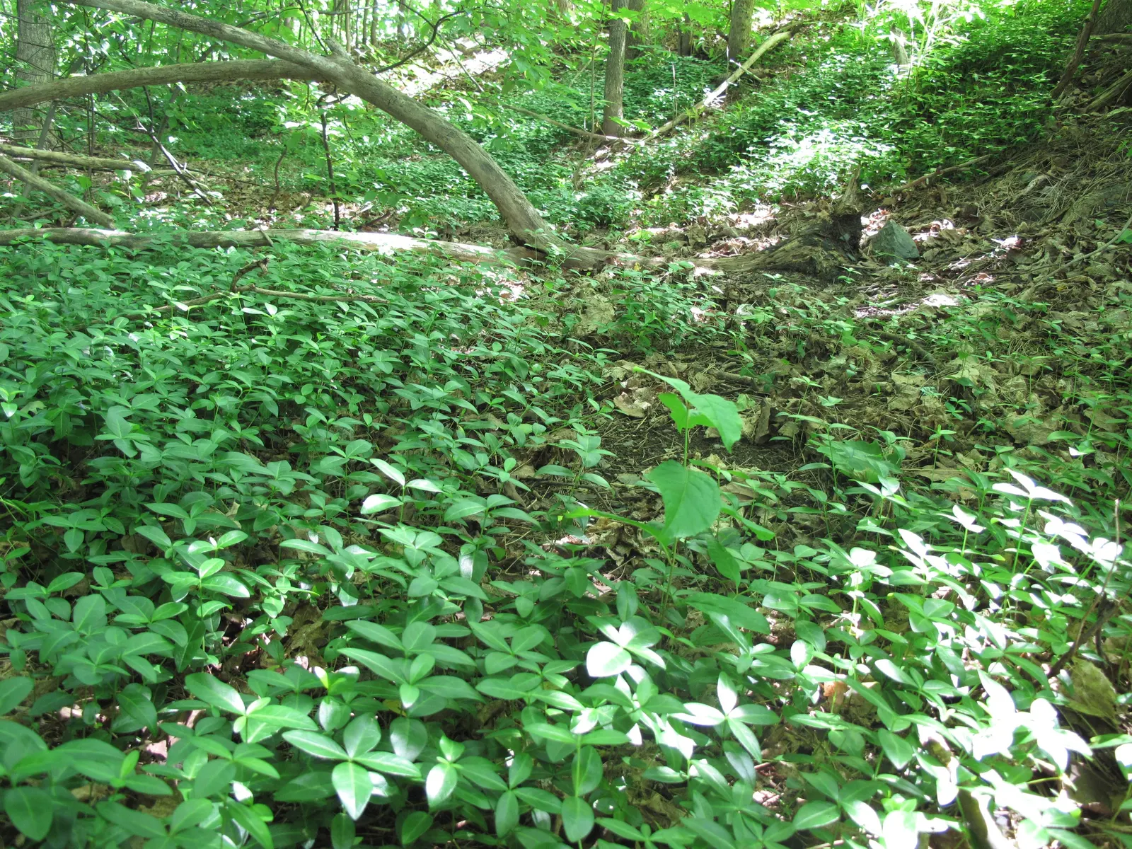 Dwarf Myrtle (Myrtus Communis 'Compacta') — Its dense foliage is a glossy