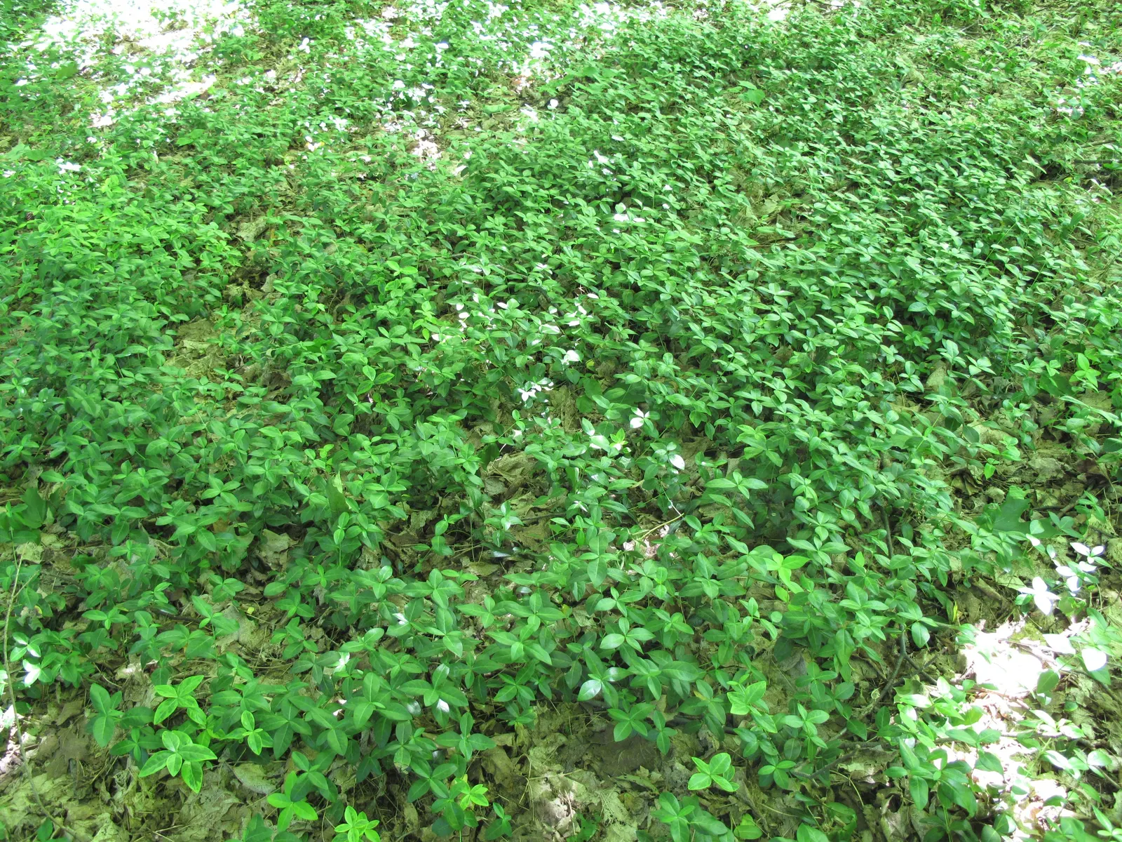 Dwarf Myrtle (Myrtus Communis 'Compacta') — evergreen shrub that thrives in full sun to partial shade