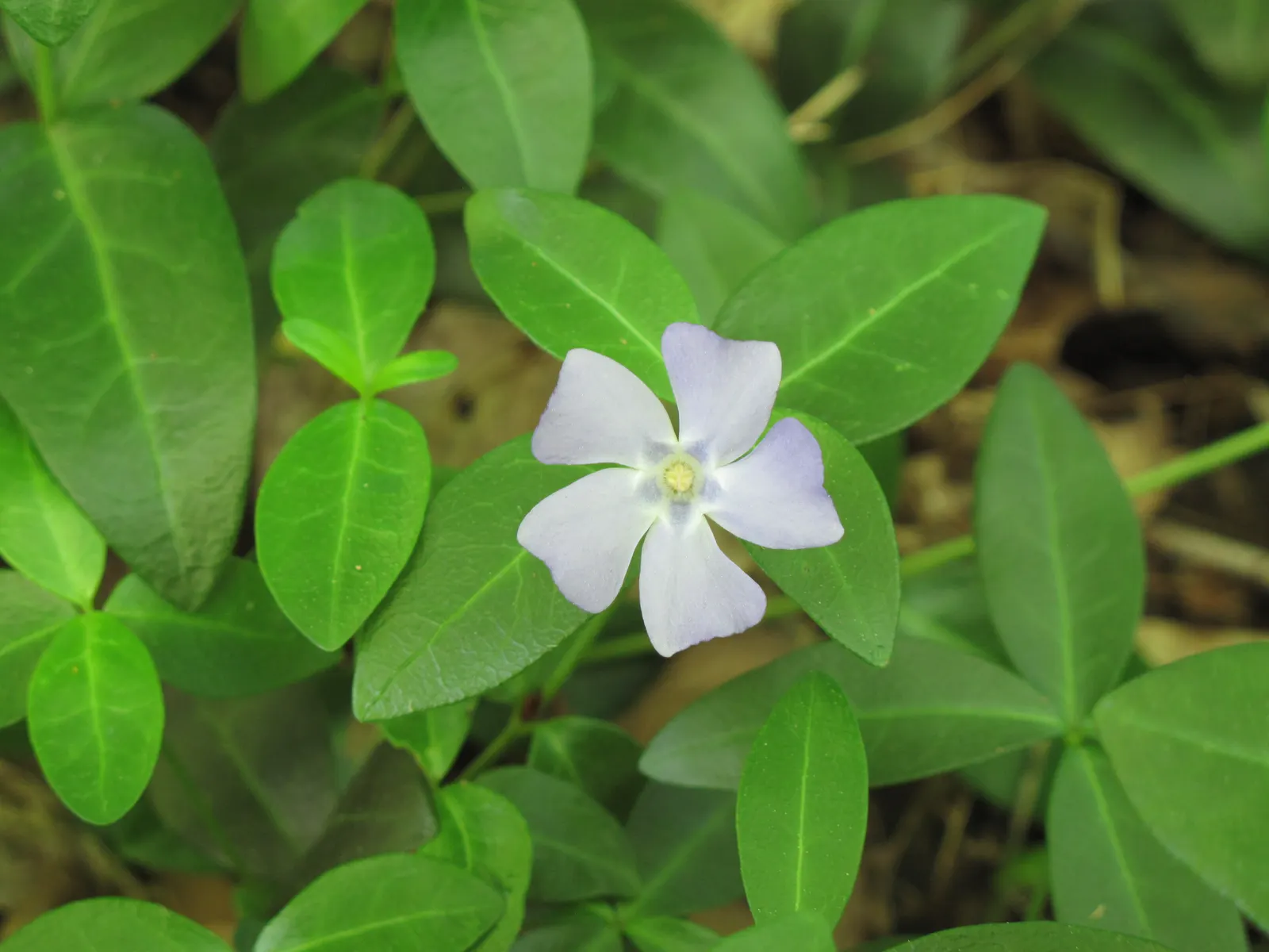 Dwarf Myrtle (Myrtus Communis 'Compacta') — the plant produces an abundance of white