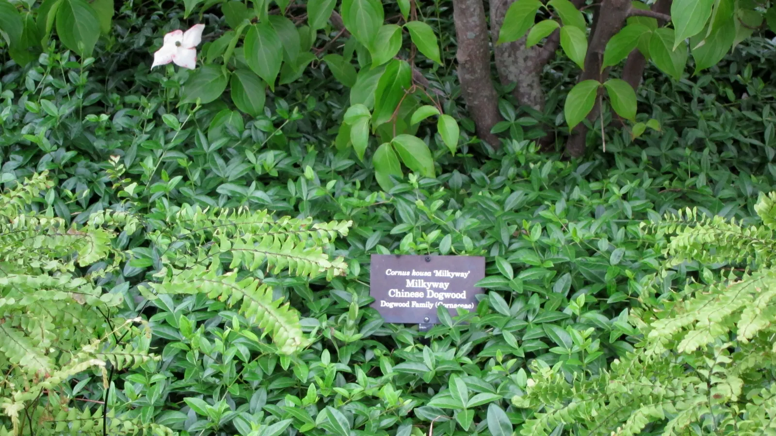 Dwarf Myrtle (Myrtus Communis 'Compacta') — Following the flowering period