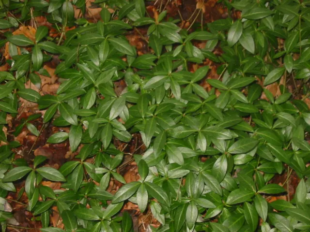 Dwarf Myrtle (Myrtus Communis 'Compacta') — this dwarf variety typically grows to a manageable height of 2 to 4 feet and spreads equally wide