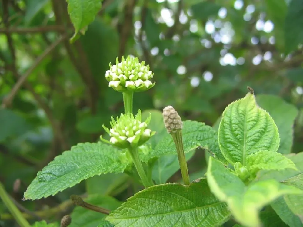 Lyreleaf Sage (Salvia Lyrata) — along with the added benefit of supporting local wildlife
