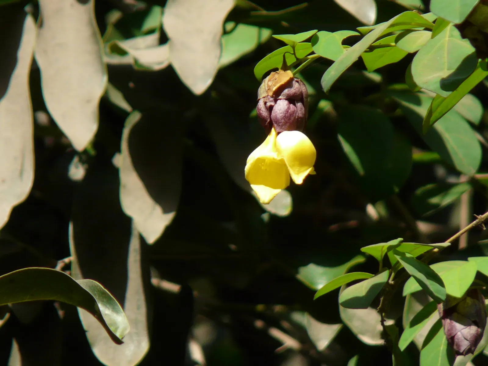 Lyreleaf Sage (Salvia Lyrata) — it is relatively drought-tolerant once established; scientifically known as Salvia lyrata