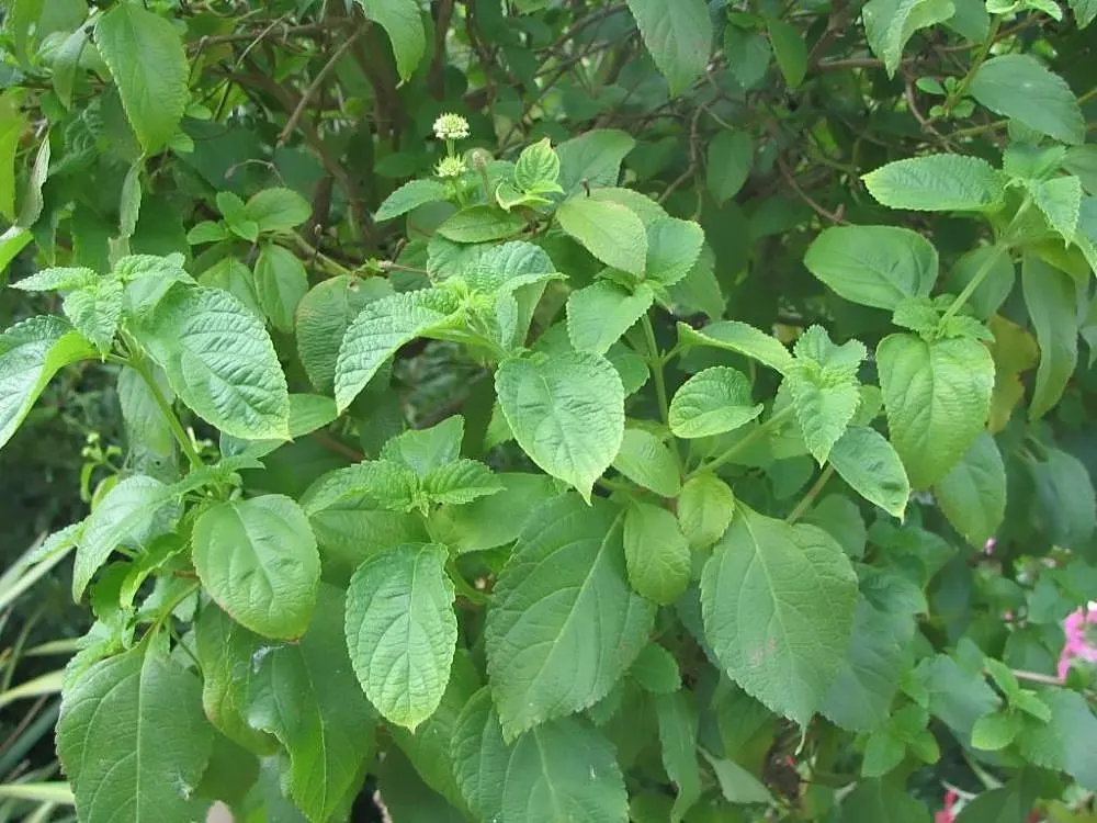 Lyreleaf Sage (Salvia Lyrata) — it reaches 1-2 feet in height with a similar spread