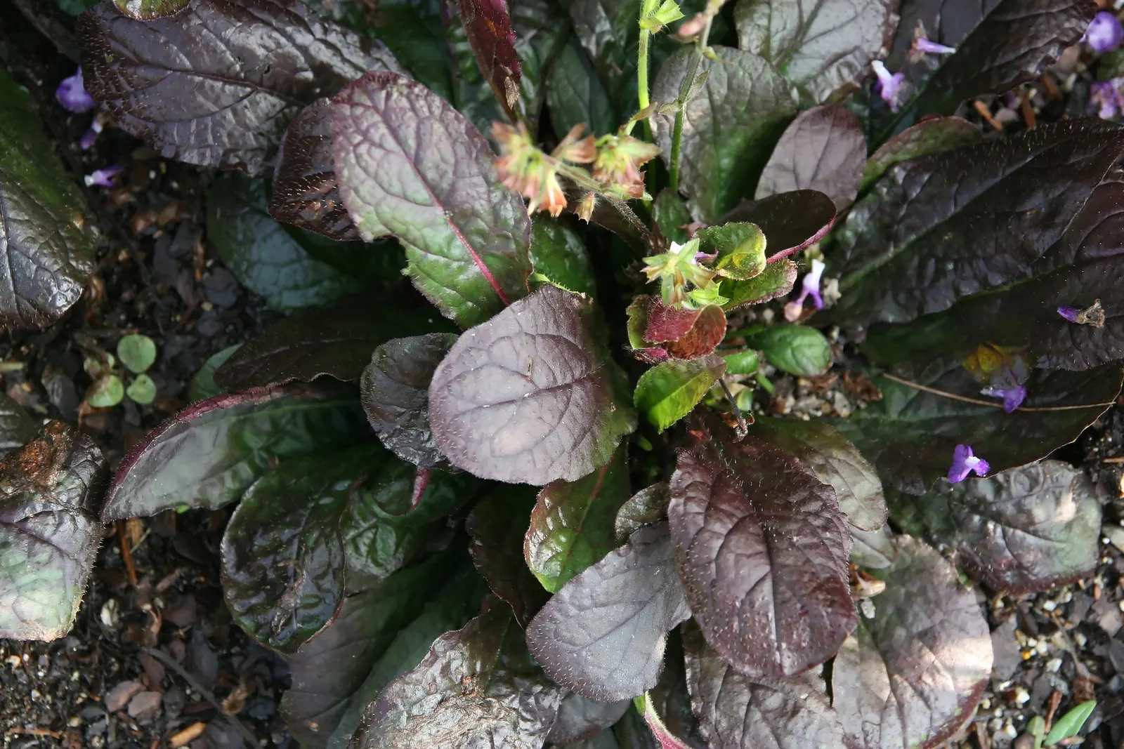 Lyreleaf Sage (Salvia Lyrata) — Often admired for its decorative foliage and attractive blossoms; exhibiting striking lyre-shaped leaves and delicate