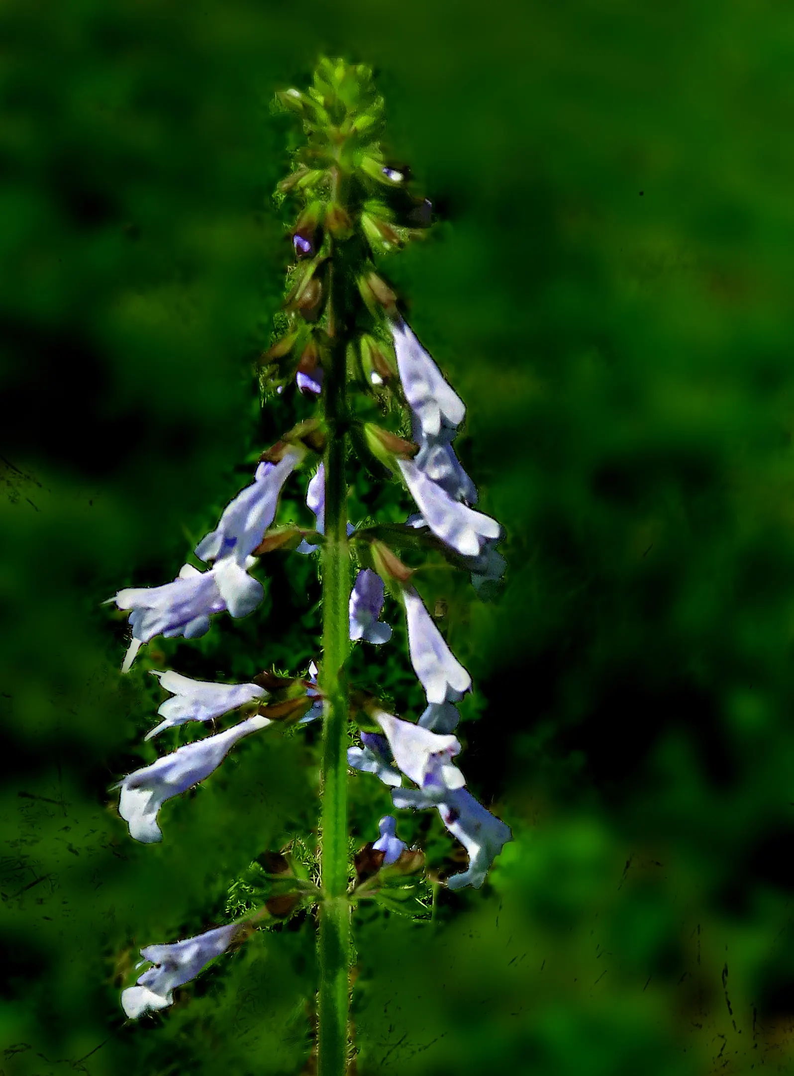 Lyreleaf Sage (Salvia Lyrata) — which can span 2 to 6 inches in length; preferring full sun to partial shade exposure