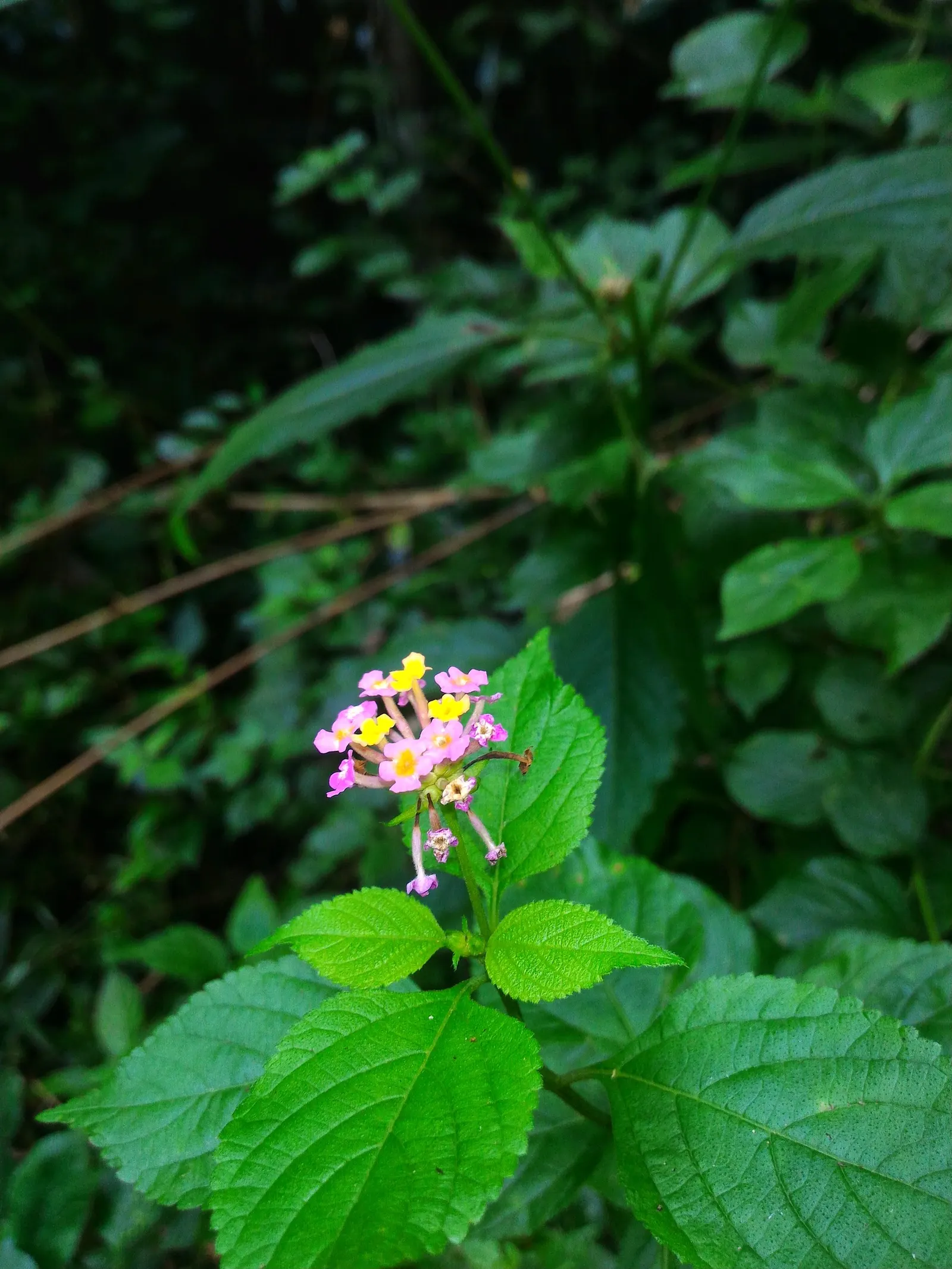 Lyreleaf Sage (Salvia Lyrata) — Lyreleaf Sage, Salvia lyrata, a North American native perennial, thrives in USDA zones 4-9; this hardy plant prefers full sun