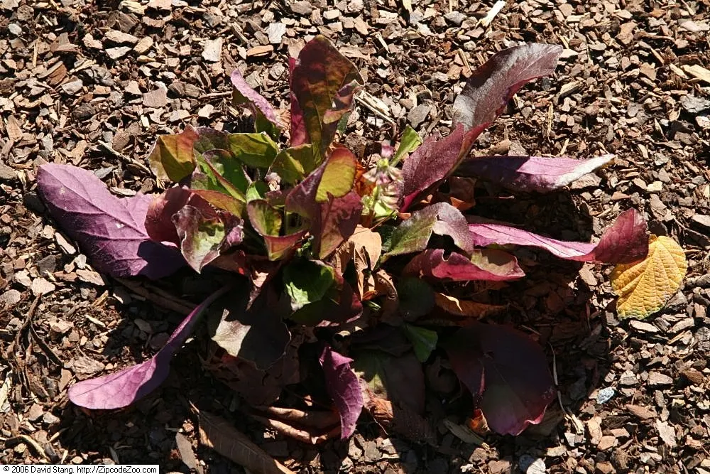 Lyreleaf Sage (Salvia Lyrata) — Blooms emerge in spring, adding a splash of color and rustic charm; lyreleaf Sage forms a basal rosette of unique lyre-shaped
