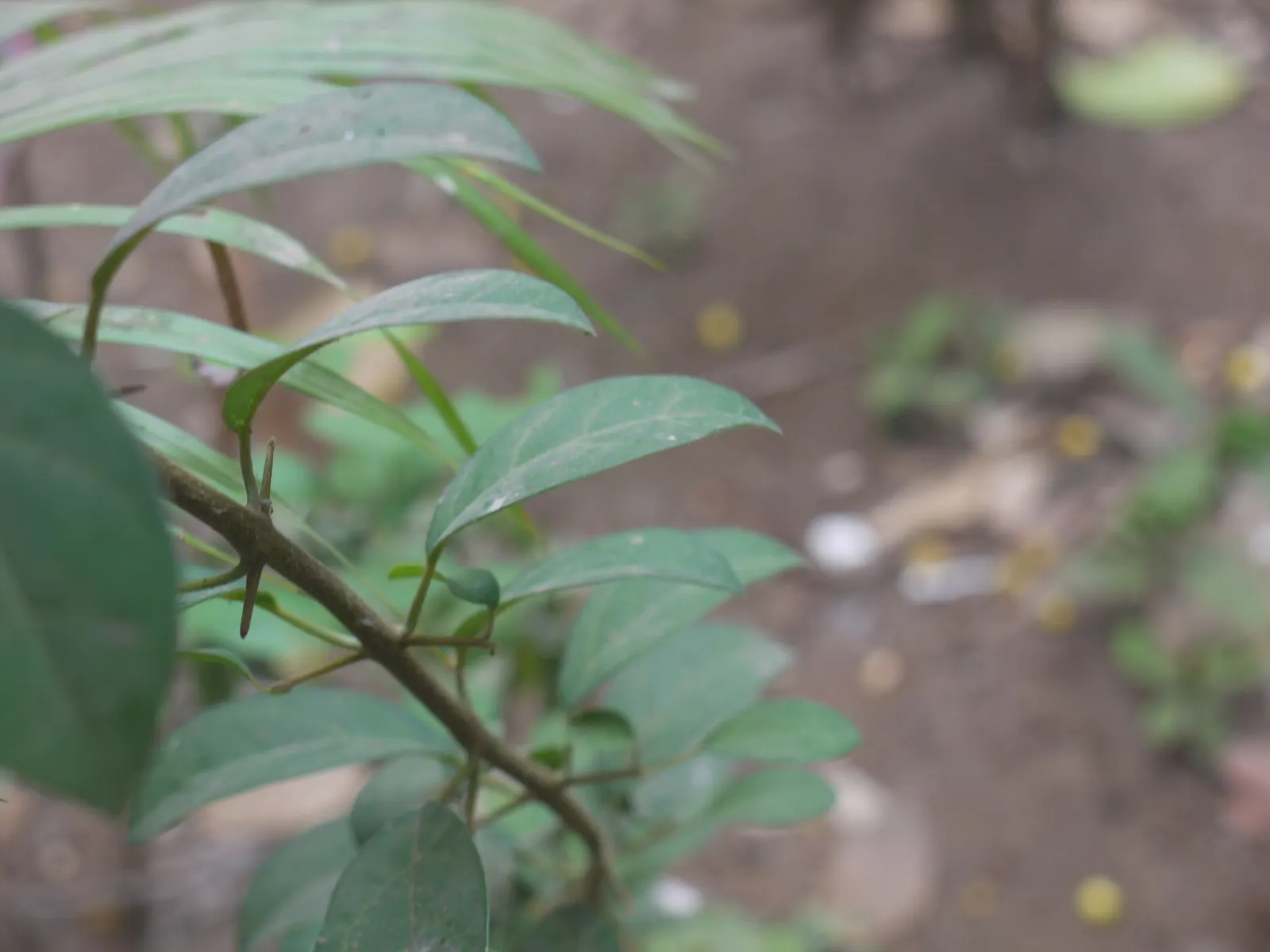 Lyreleaf Sage (Salvia Lyrata) — scientifically known as Salvia lyrata