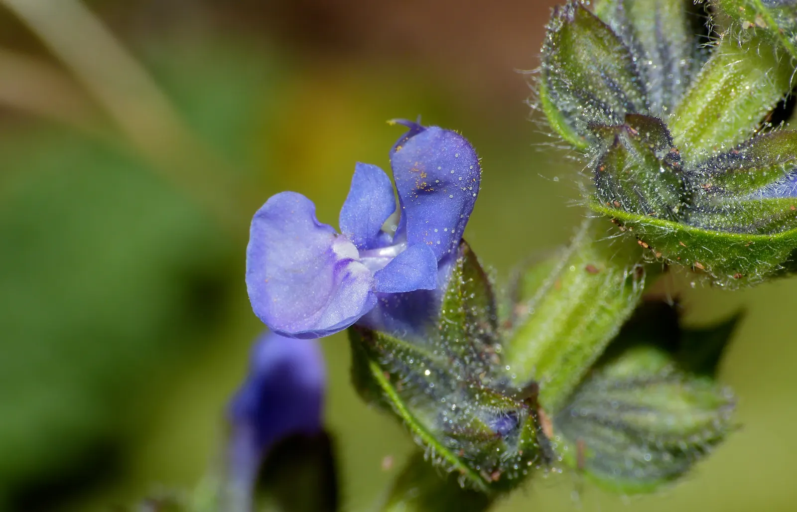 Lyreleaf Sage (Salvia Lyrata) — with its foliage providing texture and color; blooms emerge in spring, adding a splash of color and rustic charm