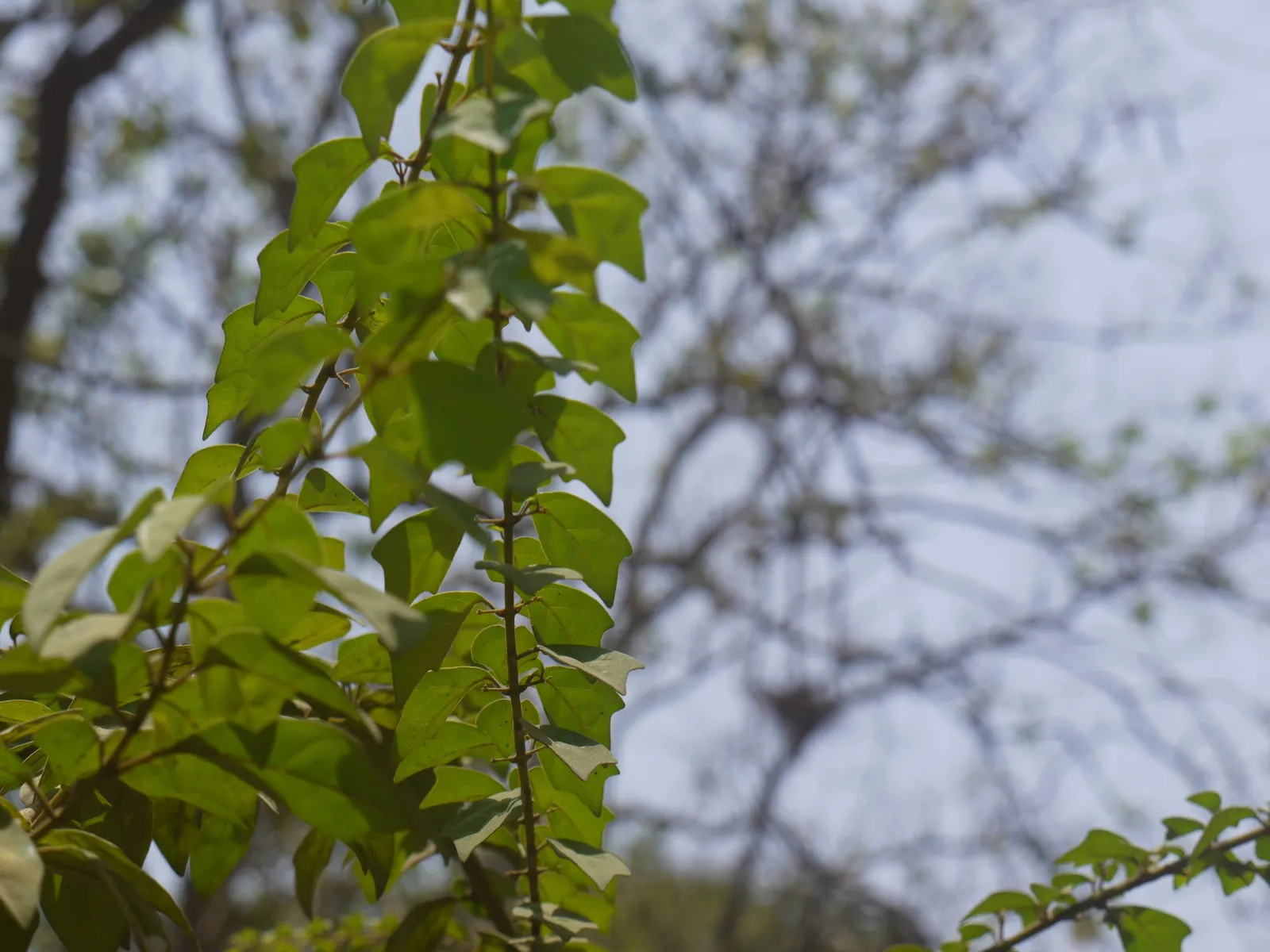 Lyreleaf Sage (Salvia Lyrata) — typically 12 to 18 inches apart; perennial with blue and purple blooms