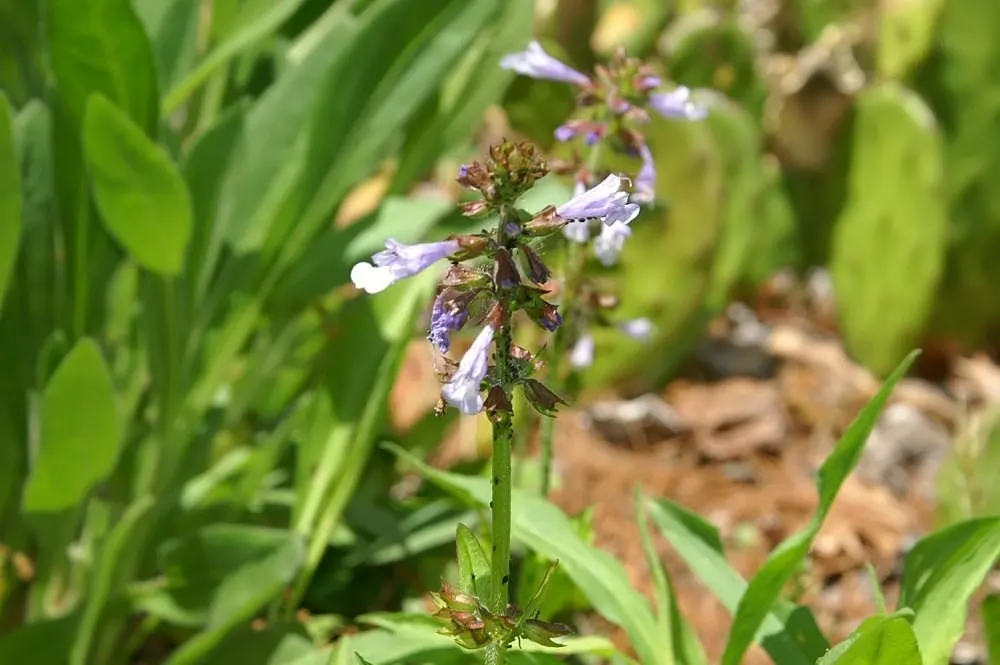 Lyreleaf Sage (Salvia Lyrata) — Exhibiting striking lyre-shaped leaves and delicate blue-violet flowers; which can span 2 to 6 inches in length