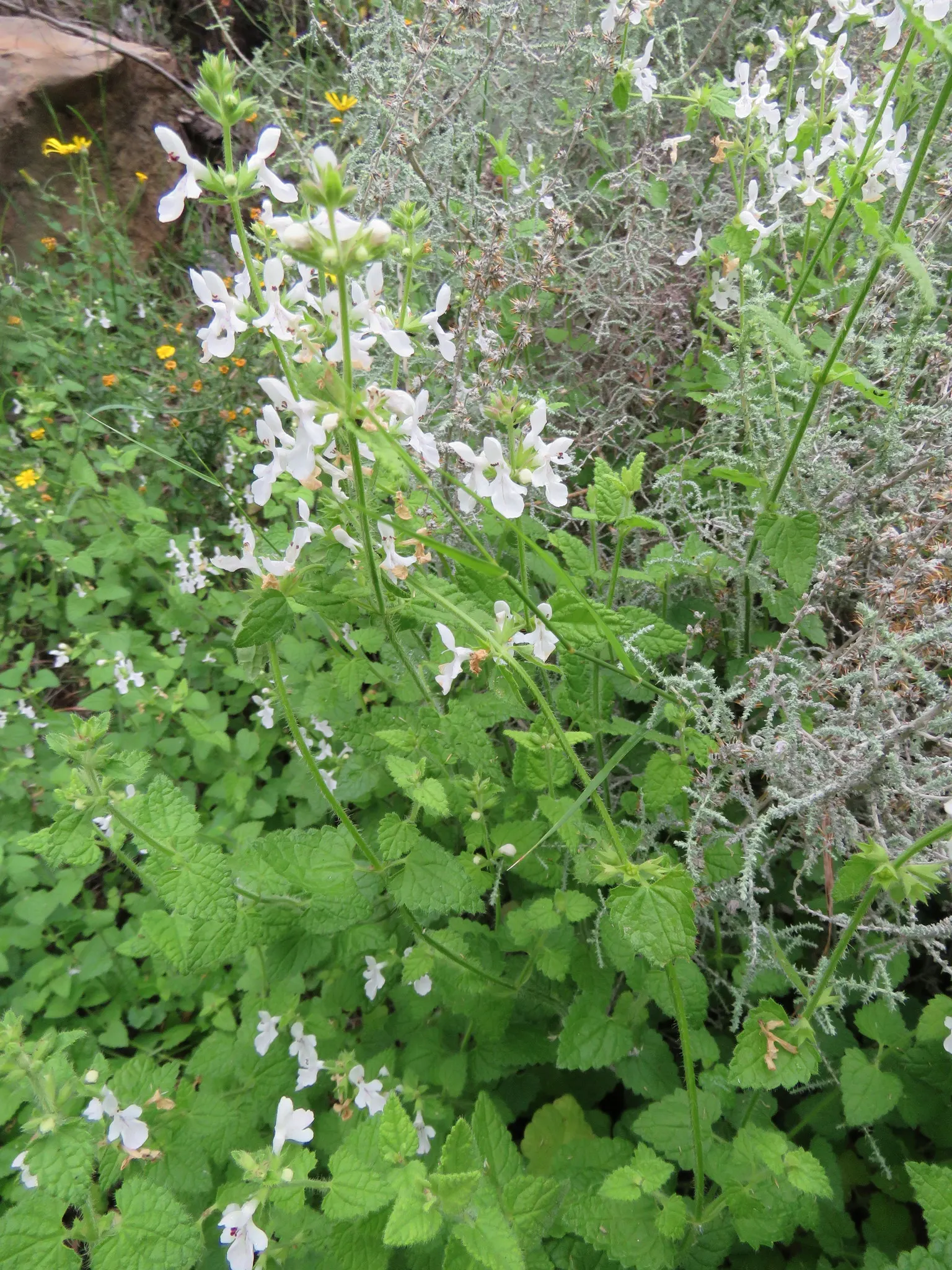 Lyreleaf Sage (Salvia Lyrata) — In spring to early summer; is a captivating perennial herb native to the eastern United States