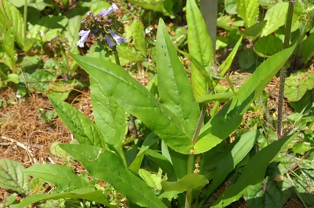 Lyreleaf Sage (Salvia Lyrata) — while its blossoms create a vertical element in the landscape design