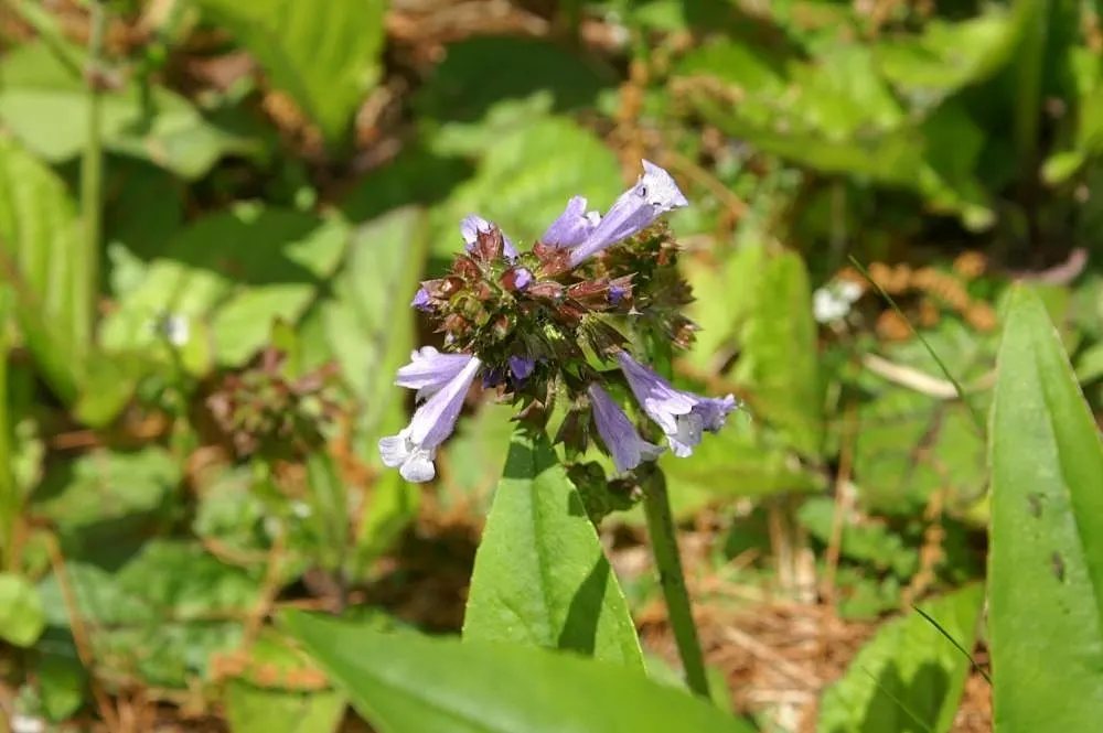 Lyreleaf Sage (Salvia Lyrata) — Exhibiting striking lyre-shaped leaves and delicate blue-violet flowers
