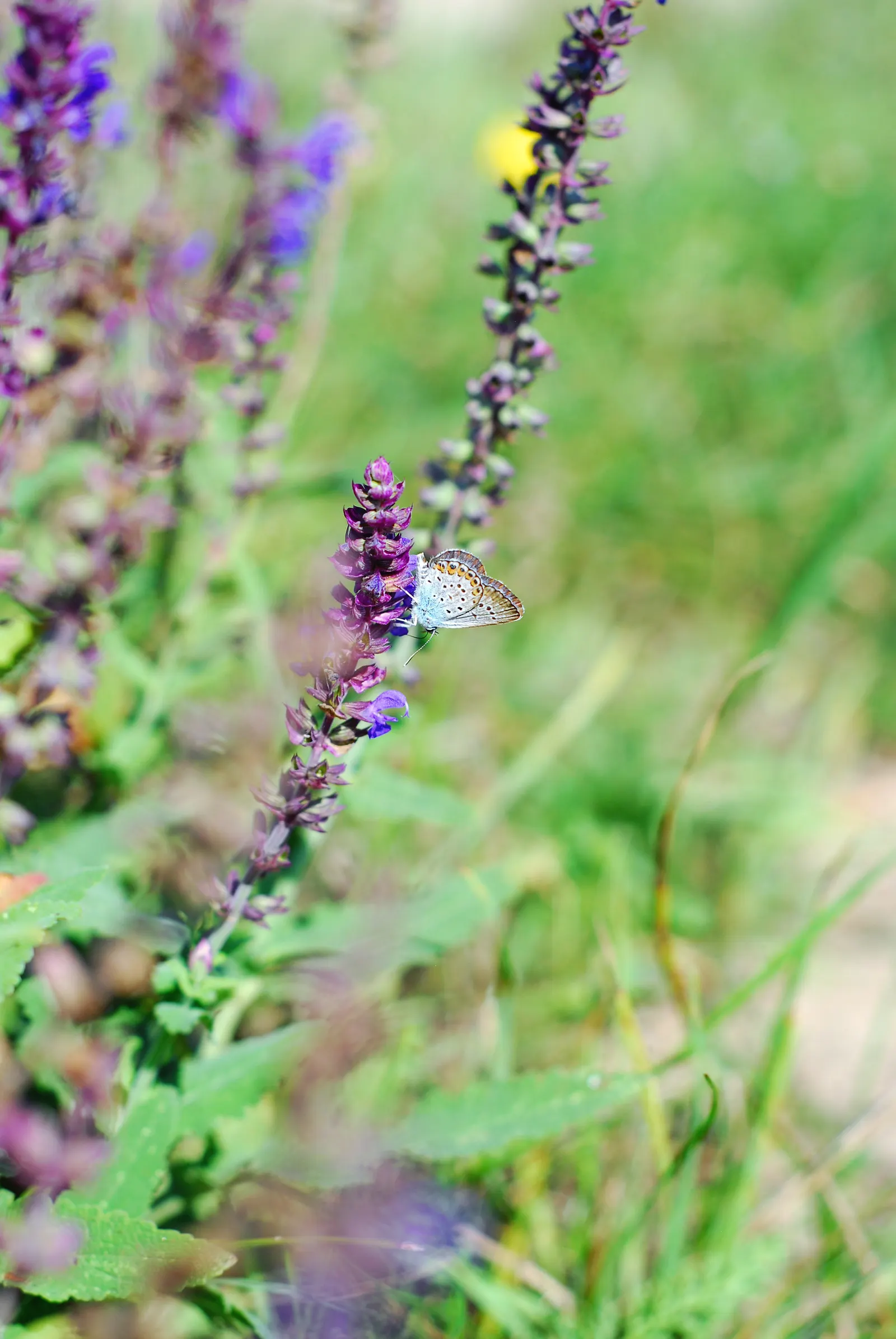 Lyreleaf Sage (Salvia Lyrata) — Beneficial for pollinators, it‚Äôs ideal for wildflower gardens, borders, or as groundcover; it reaches 1-2 feet in, image 63