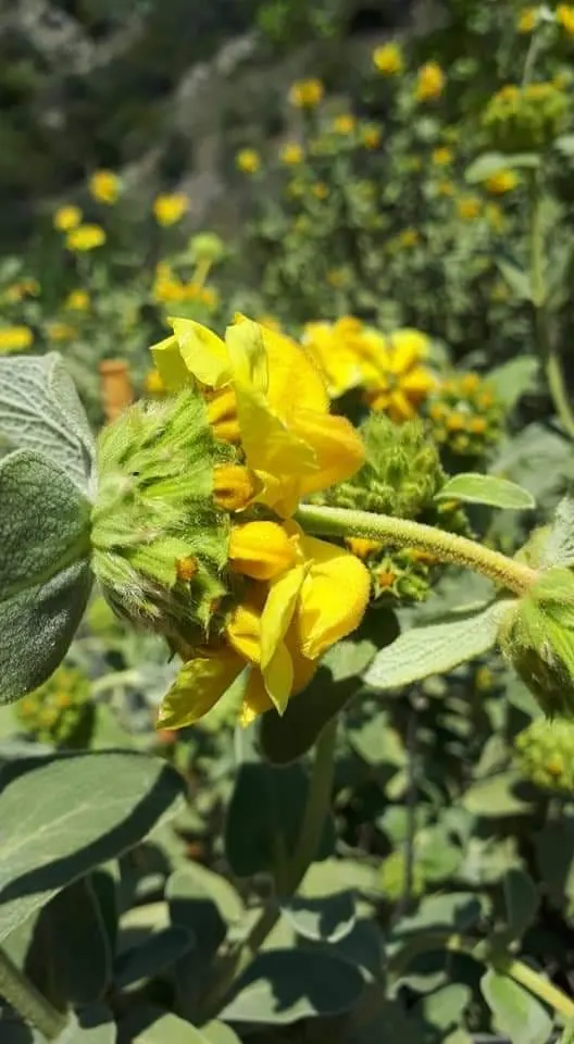 Lyreleaf Sage (Salvia Lyrata) — perennial for full; along with the added benefit of supporting local wildlife