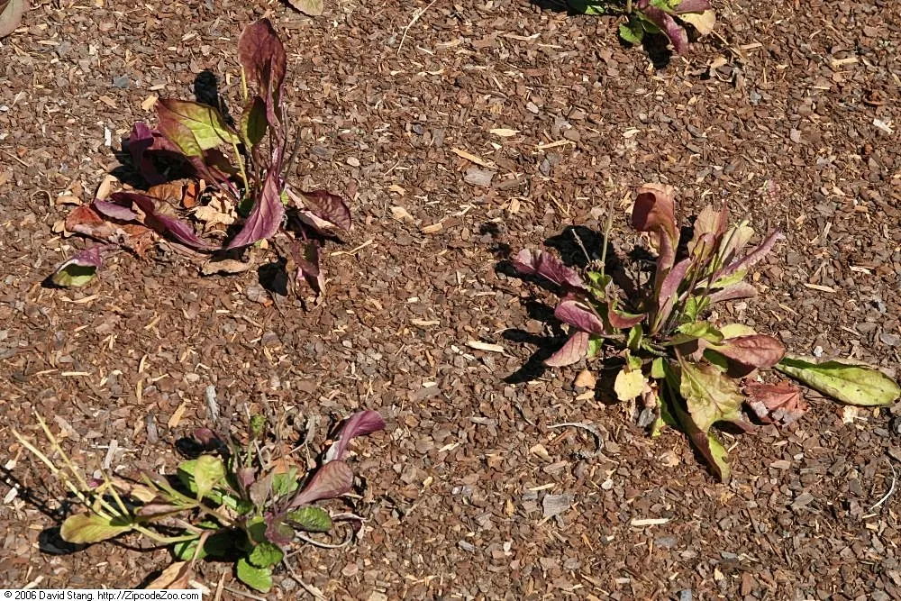 Lyreleaf Sage (Salvia Lyrata) — perennial with blue and purple blooms
