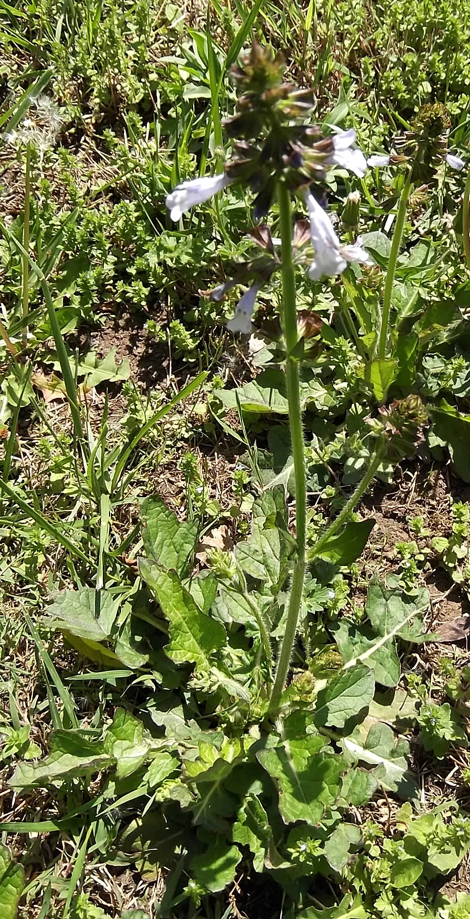 Lyreleaf Sage (Salvia Lyrata) — with its foliage providing texture and color