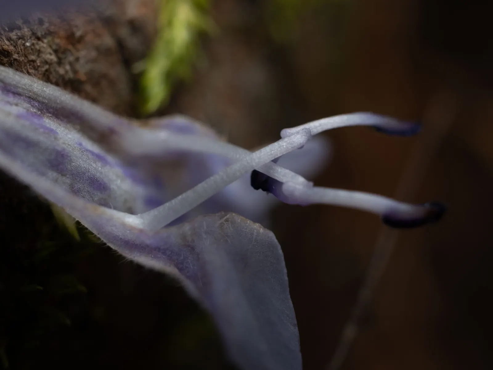 Lyreleaf Sage (Salvia Lyrata) — This hardy plant prefers full sun to partial shade and tolerates a variety of soils; clients can enjoy a season-long display of