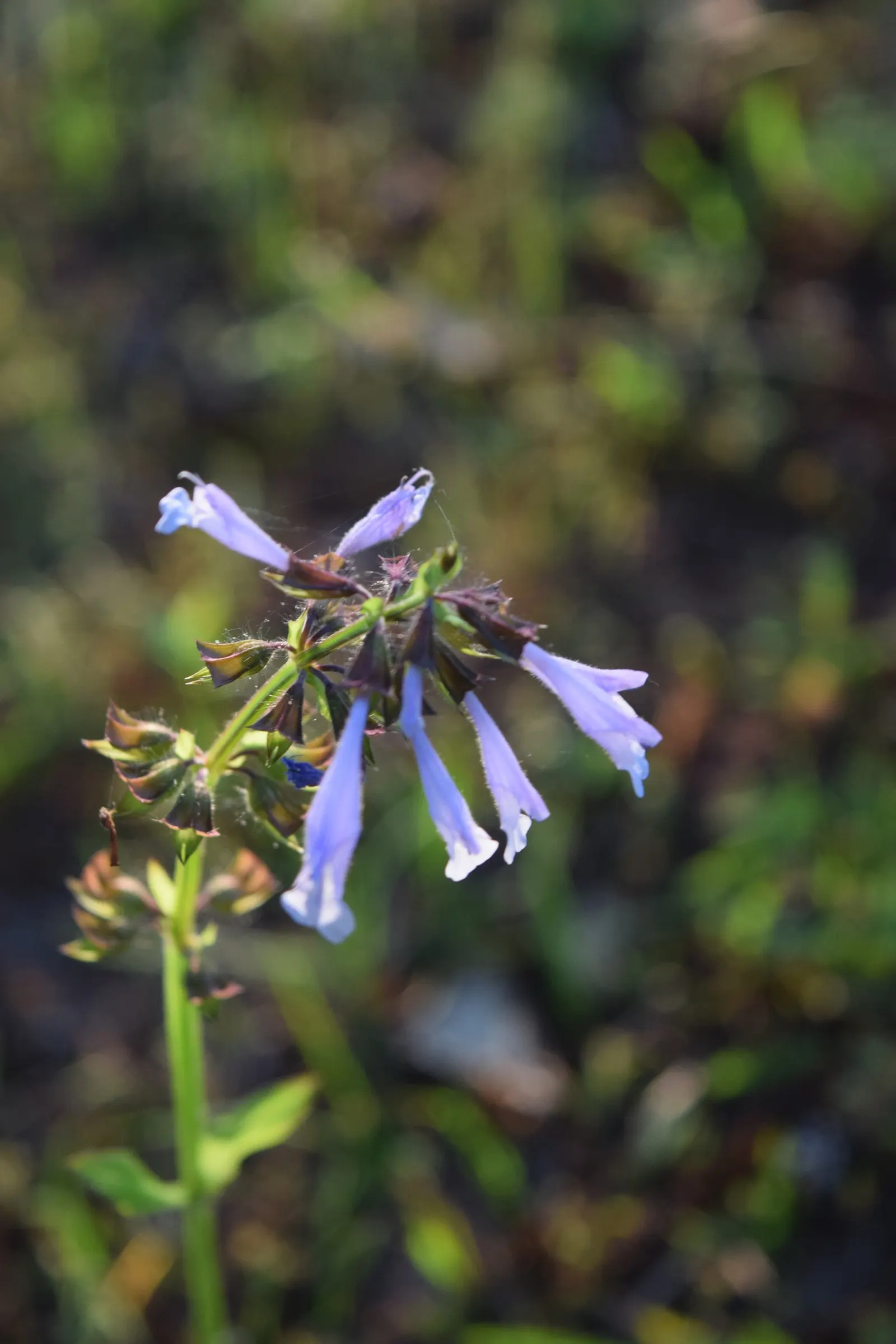 Lyreleaf Sage (Salvia Lyrata) — while its blossoms create a vertical element in the landscape design; adds visual interest throughout the growing season