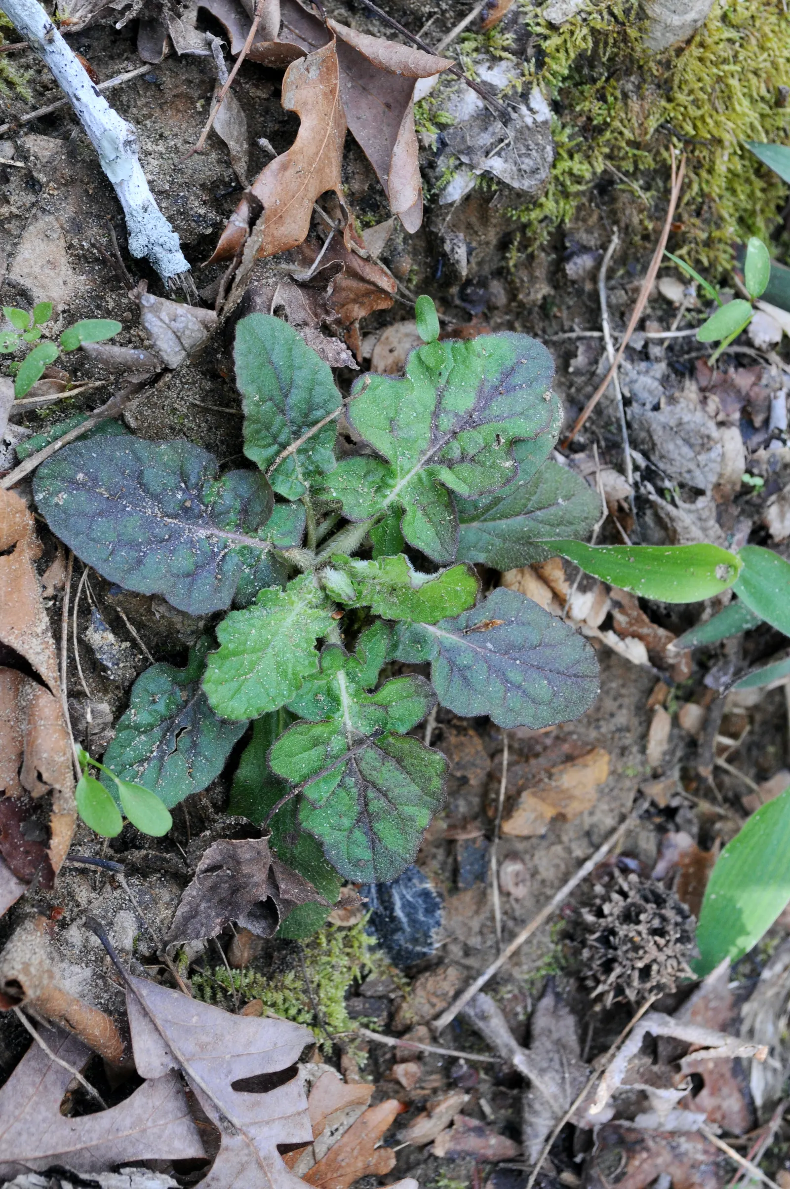 Lyreleaf Sage (Salvia Lyrata) — making it an excellent choice for low-maintenance gardens; in spring to early summer