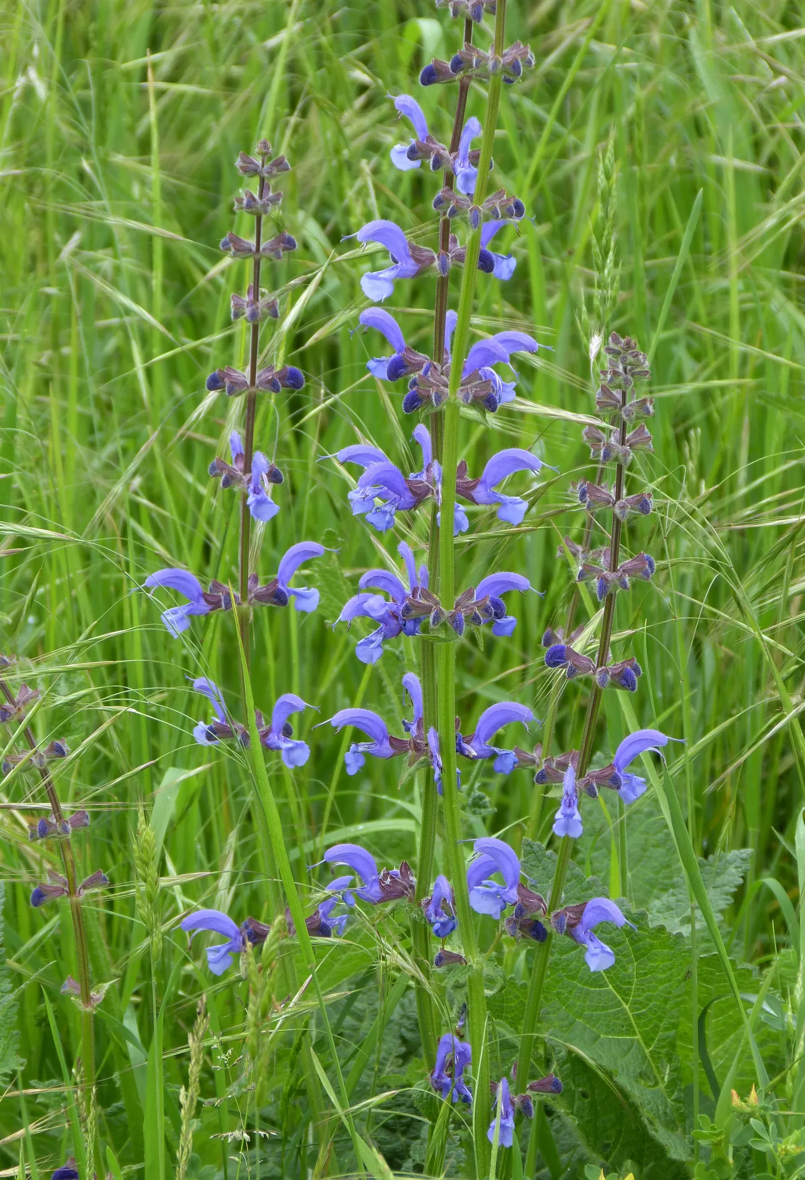 Lyreleaf Sage (Salvia Lyrata) — Blooms emerge in spring, adding a splash of color and rustic charm