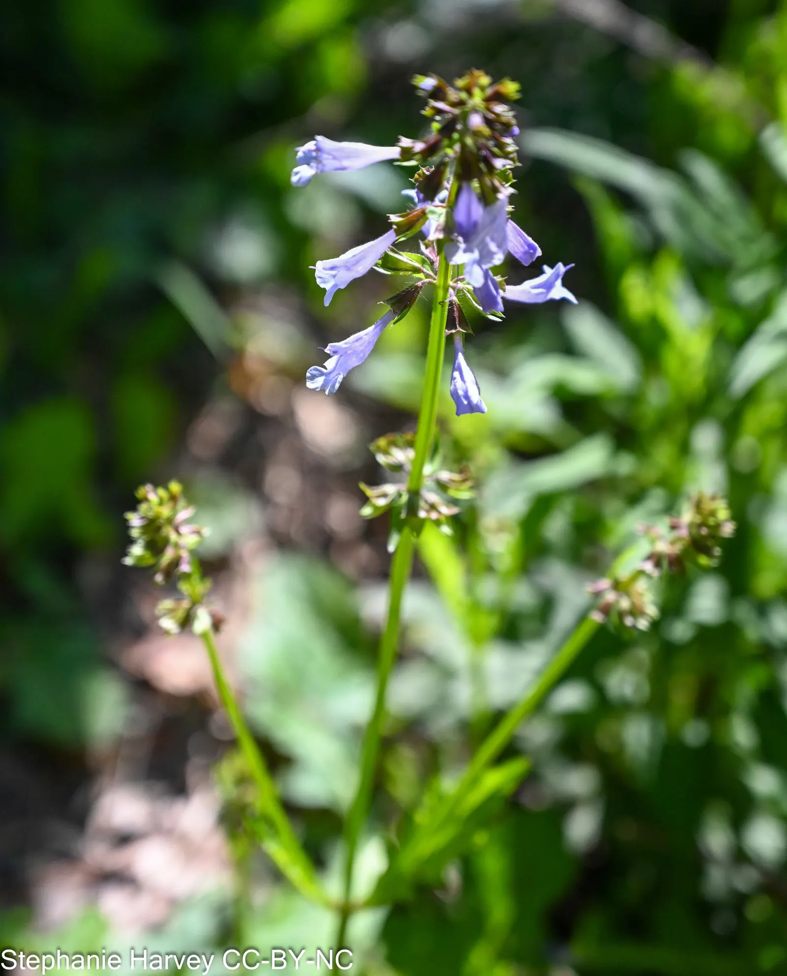 Lyreleaf Sage (Salvia Lyrata) — Lyreleaf Sage forms a basal rosette of unique lyre-shaped leaves